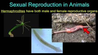 Sexual Reproduction in Animals [upl. by Drahsar]