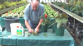 Begonias  Growing from Cuttings [upl. by Cord255]