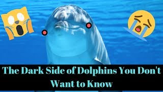 The Dark Side of Dolphins You Dont Want To Know [upl. by Eardnoed]