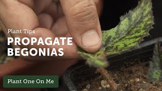 How to Propagate Begonias — Ep 108 [upl. by Simon]