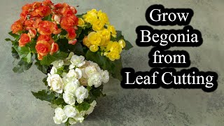 How to Grow Begonias from Leaf Cutting  Full Guide [upl. by Omocaig10]