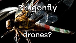 Living dragonfly drones take flight  BBC Click [upl. by Kaete]