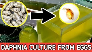 HOW TO HATCH DAPHNIA EGGS  HOW TO CULTURE DAPHNIA [upl. by Ylen]