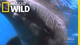 The Dark Side of Dolphins  Nat Geo Wild [upl. by Alastair923]