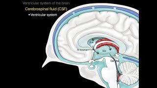 The ventricular system [upl. by Darice]