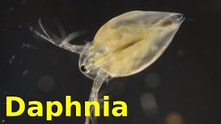 Daphnia [upl. by Amber]