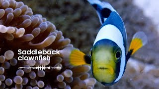 Fish Sounds Do fish talk to each other  BBC Earth Explore [upl. by Najed908]