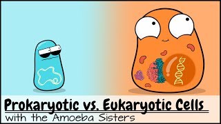 Prokaryotic vs Eukaryotic Cells Updated [upl. by Anaeel392]