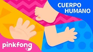 Nuestro Cuerpo  Cuerpo Humano  Pinkfong Canciones Infantiles [upl. by Nadya650]