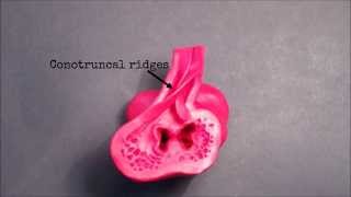 Heart Embryology Animation [upl. by Toffey]