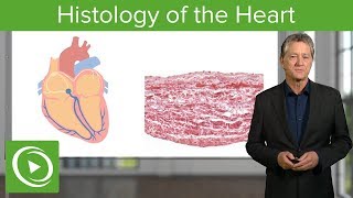 Histology of the Heart – Histology  Lecturio [upl. by Dawson]