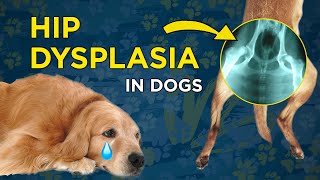 Hip Dysplasia in Dogs  VetVid Dog Care Video [upl. by Aggappe]