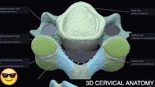 Cervical Vertebrae Anatomy  3D OMT COMLEX [upl. by Firmin541]