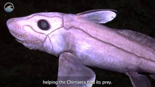 Creatures of the Deep Chimaera [upl. by Dnomsed]