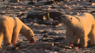 How Do Polar Bears Use Blubber [upl. by Hyrup]