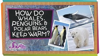 How do Whales Penguins and Polar Bears Keep Warm [upl. by Francie358]