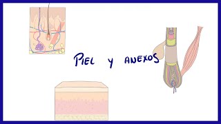 ANATOMIA  Piel y anexos folículo piloso uñas y glándulas  BLASTO [upl. by Audi]