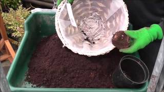 Planting Begonia Corms [upl. by Yrokcaz]