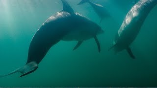 Dolphins Fight Off Shark  BBC Earth [upl. by Akitahs]