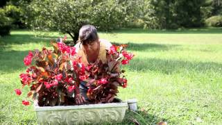 How to Plant a Begonia  Begonias [upl. by Ydnik255]