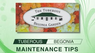 Tuberous Begonias  Maintenance Tips [upl. by Frulla]