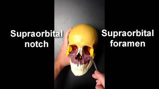 Anatomy of the Skull Part 2 [upl. by Fenner]