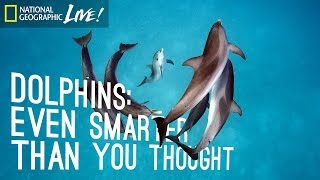 Dolphins Even Smarter Than You Thought  Nat Geo Live [upl. by Navis]