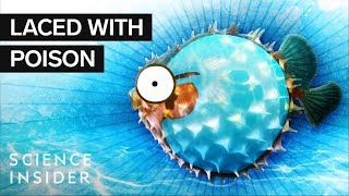 What’s Inside A Puffer Fish [upl. by Ralaigh]