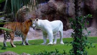 Loro Parque  Tenerife [upl. by Aleinad]