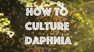 How To Culture Daphnia Magna [upl. by Rodgers]