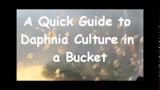 How to culture daphnia outside [upl. by Eslud]