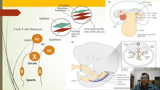 Primordial Germ Cells PGCs Production And Migration [upl. by Gunnar901]