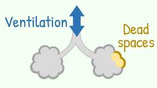 Ventilation amp Dead Spaces in Respiratory Tract [upl. by Anahsat]