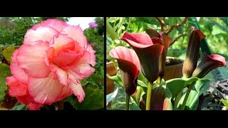 Overwintering Begonias amp Calla Lilies  easy guide [upl. by Sparhawk]