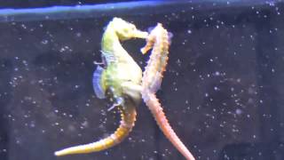 Seahorses Mating Transferring Eggs [upl. by Stubstad]