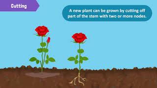 Types of Reproduction in Plants [upl. by Brennan]