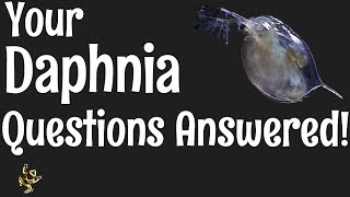 Daphnia Questions Answered [upl. by Maryjane489]