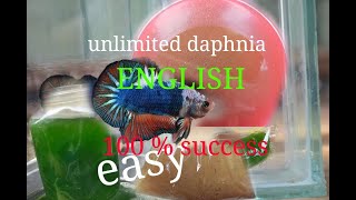 daphnia moina culture Easy way Unlimited production English  with sub Green water Chlorella [upl. by Hausner]