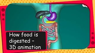 Science  How food is digested  3D animation  English [upl. by Kifar]