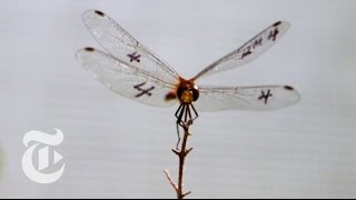 How a Dragonfly Hunts  ScienceTake  The New York Times [upl. by Aelak]