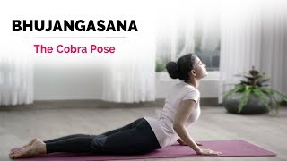 Bhujangasana  Cobra Yoga Pose  Steps  Benefits  Yogic Fitness [upl. by Ferne]