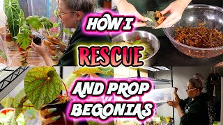 How To Propagate Begonias Part 1  Simple Method [upl. by Sirois]