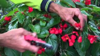 Pruning Begonias [upl. by Aronek]