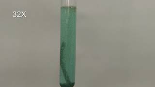 Magnesium in Copper II Sulfate Solution Timelapse [upl. by Ahseenak]