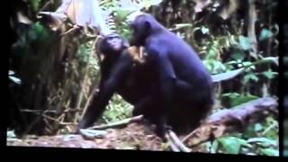 La reproduction chez les primates [upl. by Bathulda]