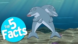 Top 5 Freaky Facts About Dolphin Sex [upl. by Draner857]