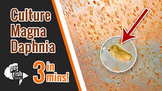 How to culture DAPHNIA MAGNA  The easy way [upl. by Veronike678]