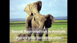 Sexual Reproduction in Animals [upl. by Nodal]