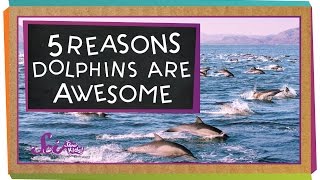 5 Reasons Why Dolphins Are Awesome [upl. by Kaile]