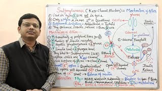 Diabetes Mellitus Part10 Mechanism of Action of Sulfonylurease  Antidiabetic Drugs  Diabetes [upl. by Meek]